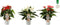 Anthurium Mix White, Red and Pink Champion