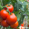 Tomatenzaden Pakket - 13 Soorten - Tomaten Zaden - Groentezaden - Tomaten - Moestuinzaden - Tomatenplant - Moestuin Pakket - Tomaat - Tomatenzaden - Organifer
