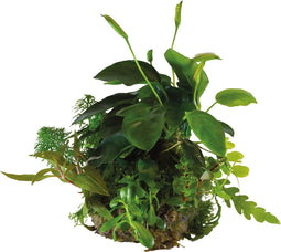 AP-BIOART BALL ANUBIAS NANA