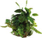 AP-BIOART BALL ANUBIAS NANA