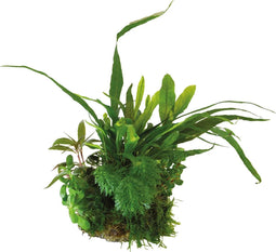 AP-BIOART BALL MICROSORUM PTEROPUS