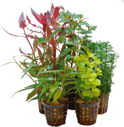 Ap-combi pack basic 5 pots