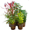 Ap-combi pack basic 5 pots
