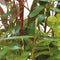 Ap-combi pack basic 5 pots