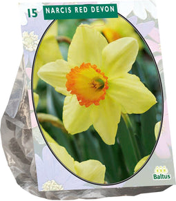 Narcis Red Devon per 15