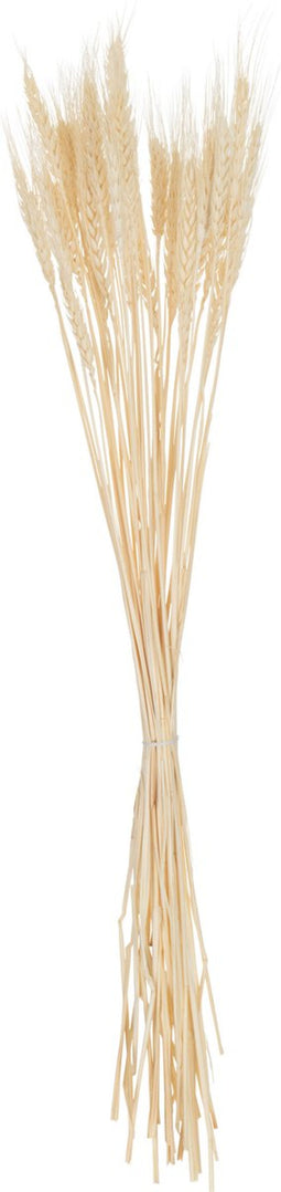 J-Line droogbloemen - bundel gedroogde Tarwe - riet - ecru