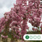 Japanse treur sierkers | Prunus serrulata 'Kiku-shidare-zakura' 6-10 cm 220 cm| Bomenbezorgd.nl