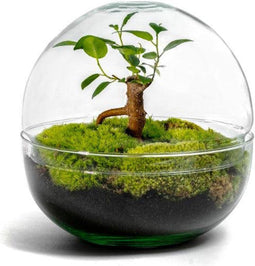 Terrarium | Bolvormig | Glas | Bonsai plant | ↑18cm -Ø17cm