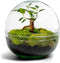 Terrarium | Bolvormig | Glas | Bonsai plant | ↑18cm -Ø17cm