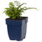 Japanse Regenboogvaren (Athyrium) 'Metallicum' | 1 stuk | groenblijvende vaste plant | wintergroen | Schaduwplant | tuinplant schaduw | 11x11 cm Kwekerspot | winterhard