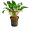 Aquadistri - Ap-cryptocor.wendtii groen 5 cm pot