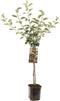 Appelboom - Goudreinet - Malus domestica Rode Boskoop - zure moesappel - laagstam