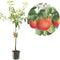 Appelboom - Goudreinet - Malus domestica Rode Boskoop - zure moesappel - laagstam