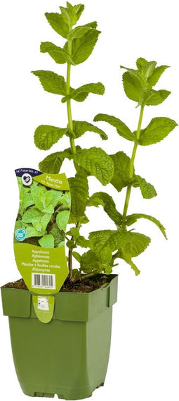 Appelmunt kruid Mentha rotundifloraGriffioen