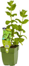 Appelmunt kruid Mentha rotundifloraGriffioen