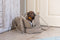 Designed by Lotte Bundu - Draagtas Hond - Warm pluche - Beige - 40x20x28 cm