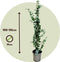Plant in a Box - Eucalyptus cinerea 'Silver Dollar' - Winterharde Eucalyptus - Pot 19cm - Hoogte 90-110cm