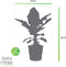 Bananenplant in Elho® Greenville pot – ↨ 80 cm – ⌀ 24 cm