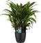 Calathea Bluegrass met Elho brussels living black ↨ 60cm - hoge kwaliteit planten