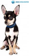 Aqua Coolkeeper Halsband Blauw - XS