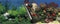Aqua Della - Aquariumdecoratie - Vissen - Poster Achterwand Stone & Coral 60x30cm - 1st