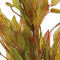 Aquariumdecoratie kunstplant Art plant 40cm henkelianus