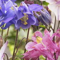 Aquilegia 'Biedermeier'