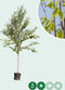 Chinese berk | Betula alb. 'Fascination' 10-14 cm | Bomenbezorgd.nl