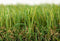 Hortensus Kunstgras - Hoogwaardig kunstgras 30 mm - Sample 30x30 cm