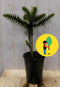 Araucaria 20 cm