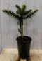 Araucaria 30 cm