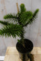 Araucaria 30 cm