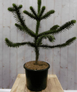 Araucaria 80 cm