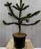 Araucaria 80 cm