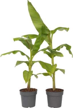 Plant in a Box - Musa Basjoo - Set van 2 - Winterharde bananenplanten - Tuinbanaan - Pot 21cm - Hoogte 55-70cm