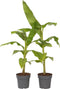 Plant in a Box - Musa Basjoo - Set van 2 - Winterharde bananenplanten - Tuinbanaan - Pot 21cm - Hoogte 55-70cm