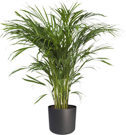Areca Dypsis in ® ELHO b.for soft sierpot – ↨ 90cm – ⌀ 21cm