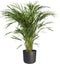 Areca Dypsis in ® ELHO b.for soft sierpot – ↨ 90cm – ⌀ 21cm