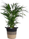 Areca Dypsis lutecens of Goudpalm in plantenmand Sumatra – ↨ 60cm – ⌀ 19cm