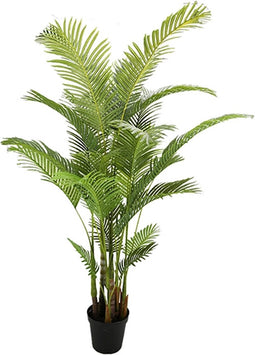 Areca palm 190 cm