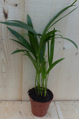 Arecapalm Goudpalm Klein