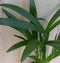 Arecapalm Goudpalm Klein