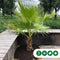 Mexicaanse waaierpalm meerstammig Washingtonia robusta 130 cm