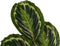 Calathea Medaillon - Hoogte ↕ 70cm - Pot ∅ 19cm