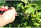ARS Fruitschaar met Antislip Handgreep - Rood - Rechte Bek - 17 cm