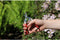 ARS Oogstschaar met Antislip Handgreep - Gebogen Korte Bek - 16 cm - Rood