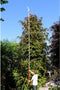 ARS Uitschuifbare Telescoopsteel - 2180-5610 mm - Lichtgewicht Aluminium - Antislip Greep - Rood/grijs