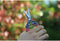 ARS300LR - Fruitschaar 19cm, recht, rood