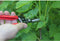 ARS300LR - Fruitschaar 19cm, recht, rood