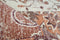 Arte Espina Indiana Vloerkleed 160 x 230 cm Terra